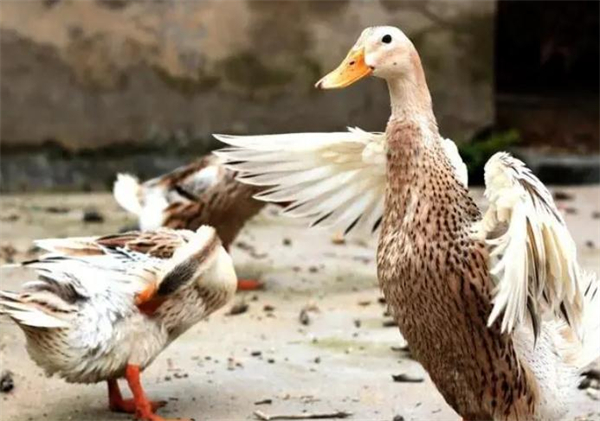 农村致富养殖什么好？你想知道的都在这里！