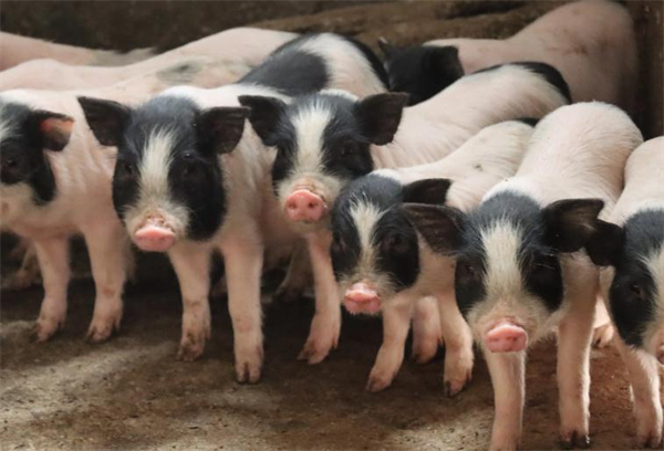 农村养什么赚钱？需要注意哪些方面？