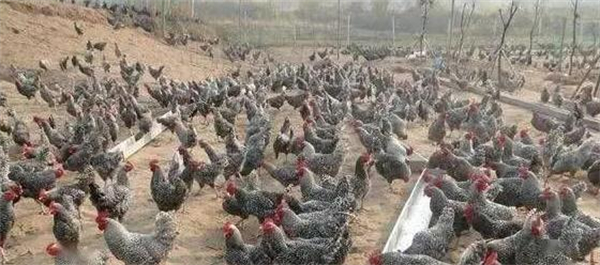 农村养什么赚钱？需要注意哪些方面？