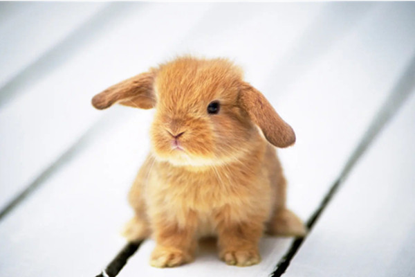 兔子的养殖技术及方法