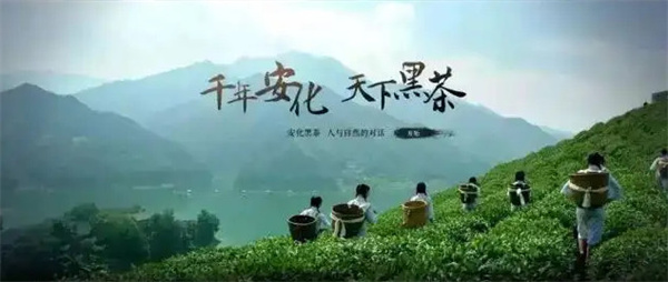 华莱黑茶加盟