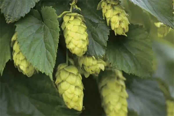 麦德熊精酿酒馆加盟