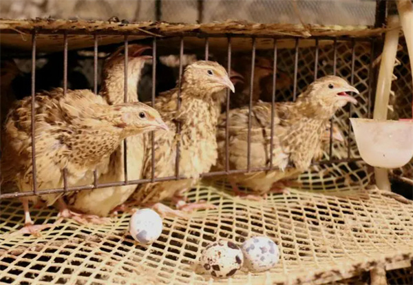 鹌鹑养殖加盟