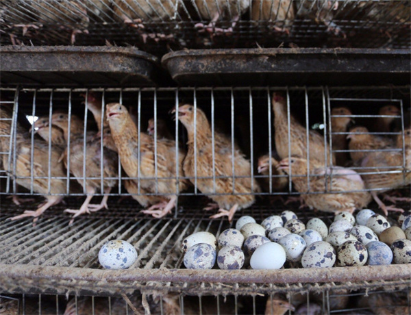 鹌鹑养殖加盟