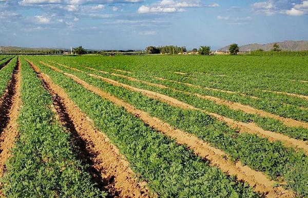 中药材种植加盟