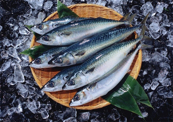 日本游泳鱼骨寿司加盟