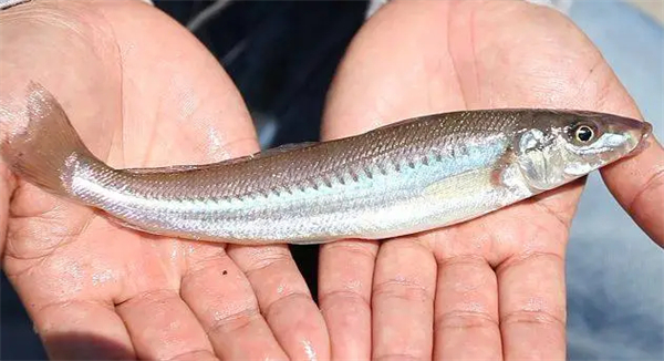 日本游泳鱼骨寿司加盟