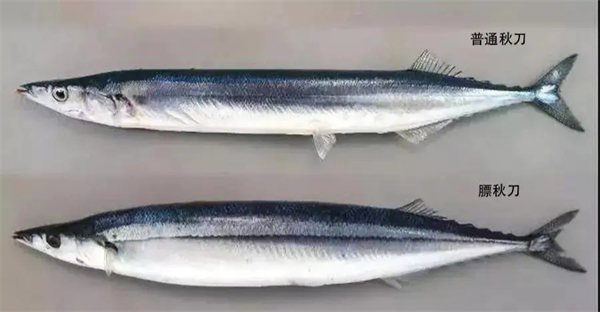 日本游泳鱼骨寿司加盟