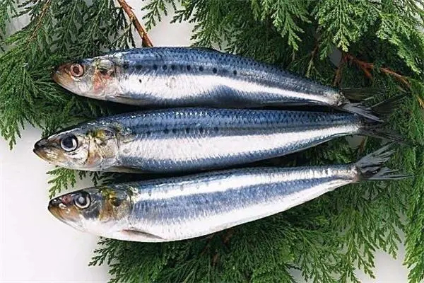 日本游泳鱼骨寿司加盟