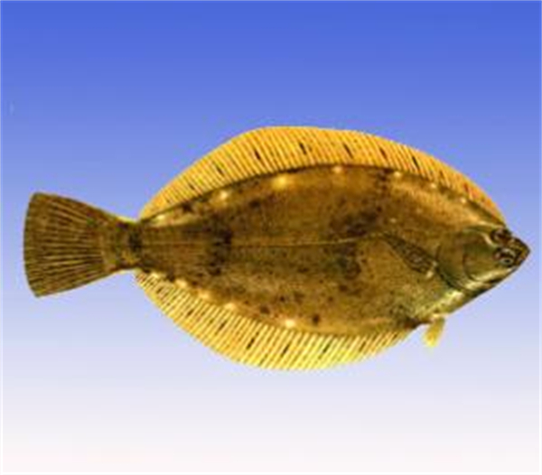 日本游泳鱼骨寿司加盟