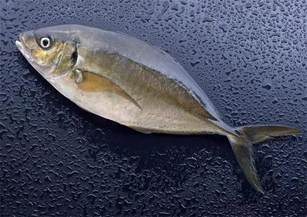 日本游泳鱼骨寿司加盟