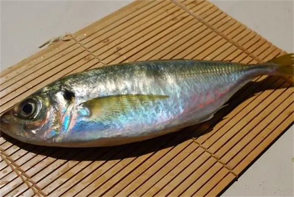 日本游泳鱼骨寿司加盟