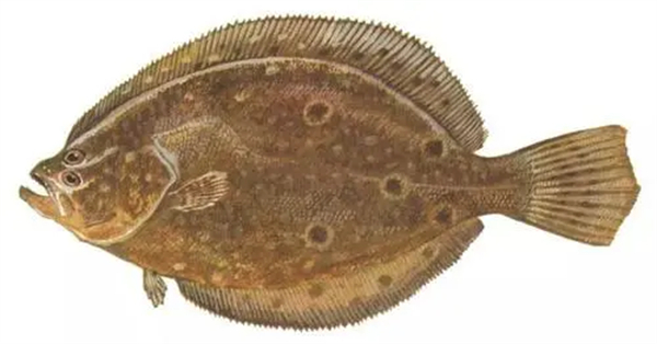 日本游泳鱼骨寿司加盟