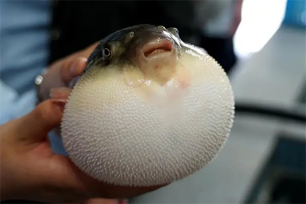 日本游泳鱼骨寿司加盟