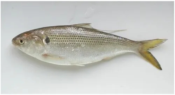 日本游泳鱼骨寿司加盟