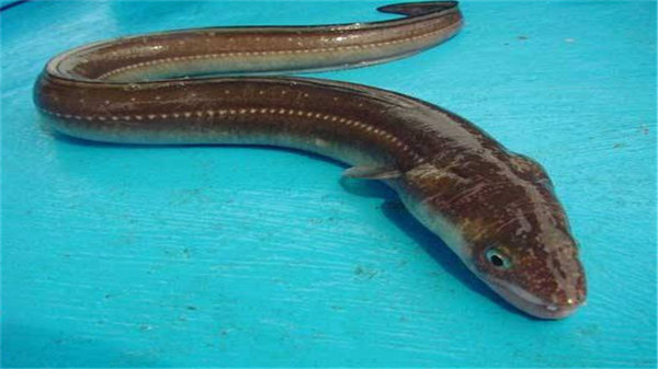 日本游泳鱼骨寿司加盟