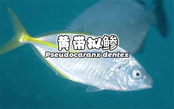 日本游泳鱼骨寿司加盟