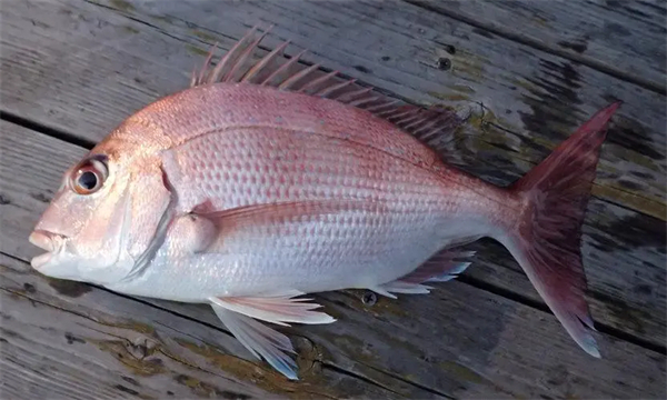 日本游泳鱼骨寿司加盟