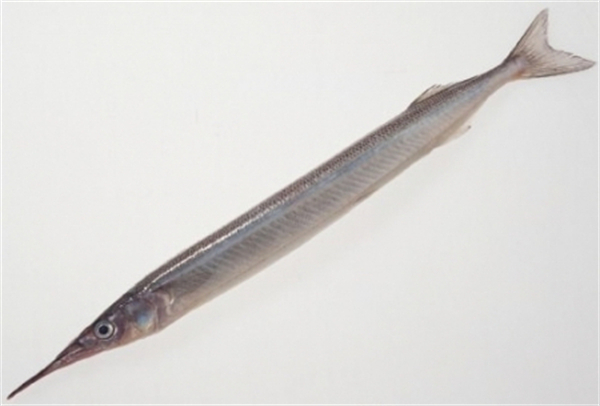 日本游泳鱼骨寿司加盟