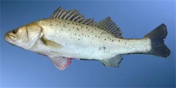 日本游泳鱼骨寿司加盟