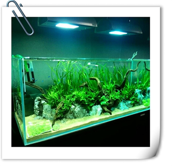 迪茨水族馆加盟