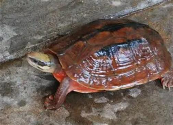 金钱龟养殖加盟