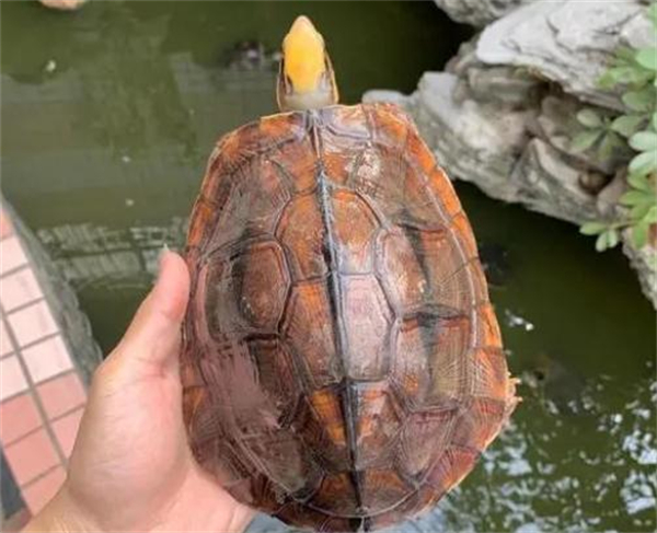 金钱龟养殖加盟