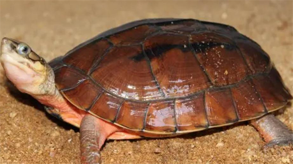 金钱龟养殖加盟