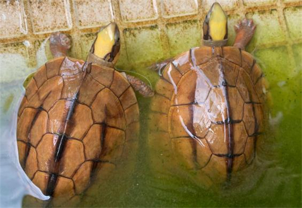 金钱龟养殖加盟