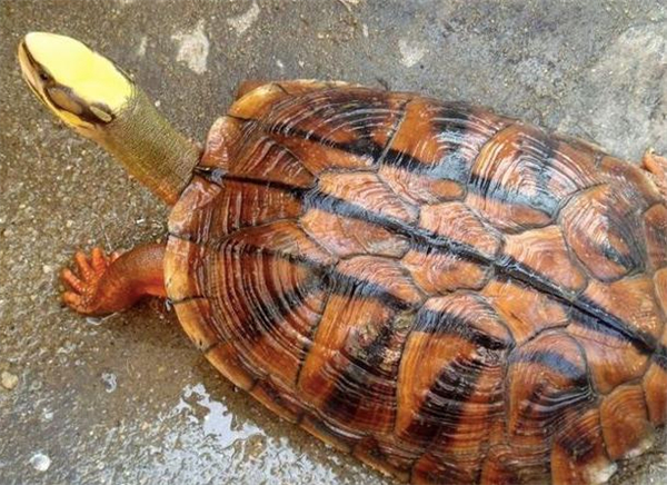 金钱龟养殖加盟