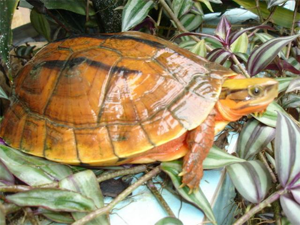 金钱龟养殖加盟