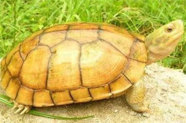 金钱龟养殖加盟