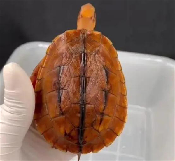 金钱龟养殖加盟