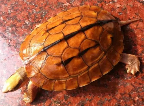 金钱龟养殖加盟