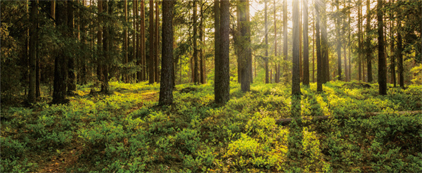 郢都包大人包子加盟