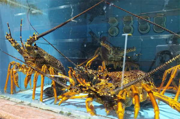 泊来鲜海鲜超市加盟费