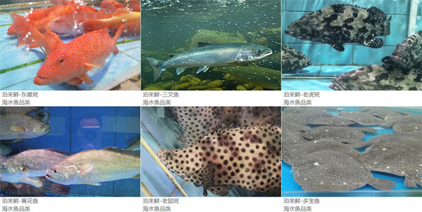 泊来鲜海鲜超市加盟费