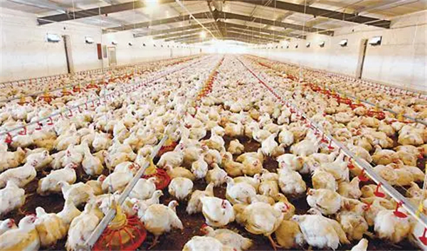 金锣火腿肠加盟