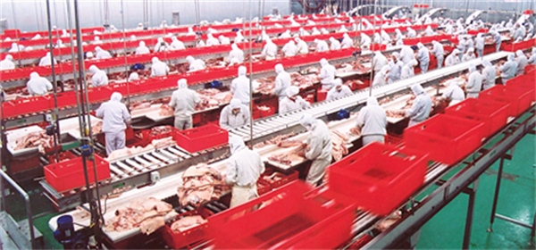 金锣火腿肠加盟