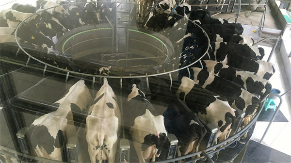 天友乳业加盟费是多少