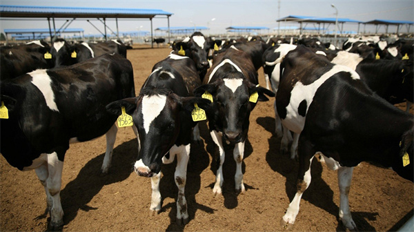 天友乳业加盟费是多少