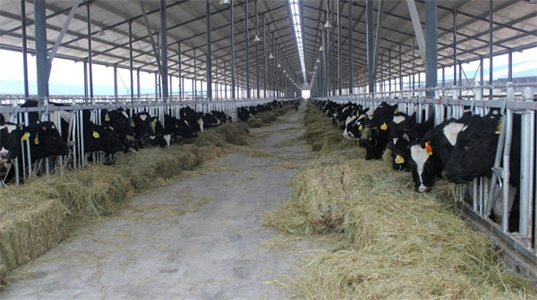 天友乳业加盟费是多少