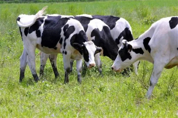 奶牛梦工厂加盟