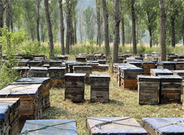 北京蜜蜂堂加盟