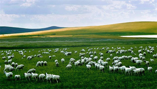 313羊庄·烤全羊