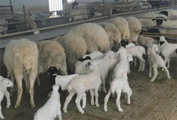 羊养殖加盟