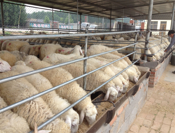 羊养殖加盟