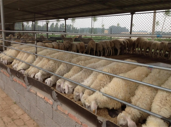 羊养殖加盟