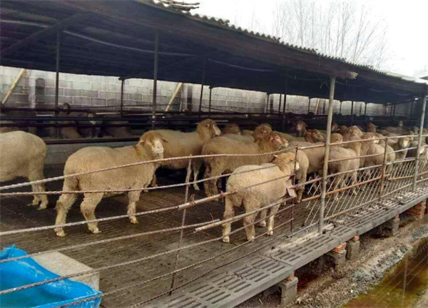 羊养殖加盟