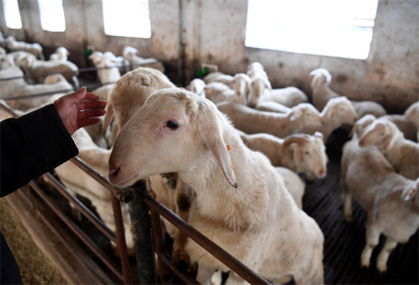 羊养殖加盟